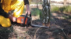Best Tree Disease Treatment  in Highland Park, TX