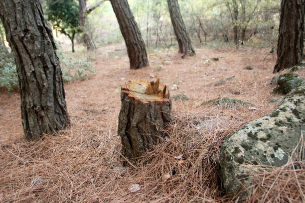 Best Tree Removal  in Highland Park, TX